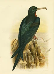 Fregattvogel, 1891